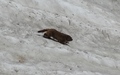 Marmot