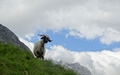 Schaap
