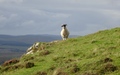 Bealach Cumhang