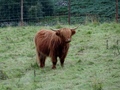 Schotse hooglander