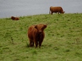 Schotse hooglander