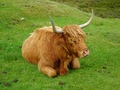 Schotse hooglander