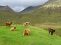 Schotse hooglanders