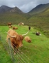 Schotse hooglanders