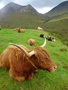 Schotse hooglanders