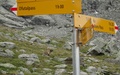Marmot
