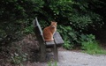 Een Kat op de Uetliberg