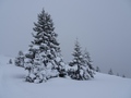 Verse sneeuw op de bomen