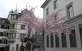 Bloesem