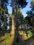 Skogskyrkogården