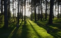 Skogskyrkogården
