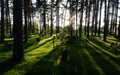 Skogskyrkogården