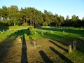 Skogskyrkogården
