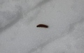 Rups van een gletsjervlinder (?)
