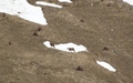 Chamois