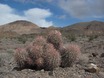 Barrel Cactus