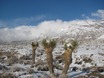 Besneeuwde Joshua Trees