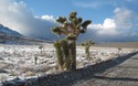 Joshua Tree met ijspegels