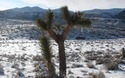 Joshua Tree met ijspegels