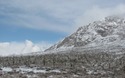 Joshua Trees in de sneeuw