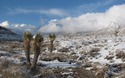 Joshua Trees in de sneeuw