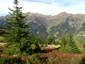 Rotrüfner, Walachamm