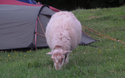 Llanberis Mountain Farm Campsite