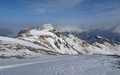 Wildgärst