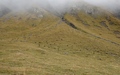 Chamois