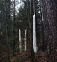 Figuren in het bos