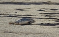 Ravenscar zeehonden