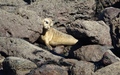 Ravenscar zeehonden