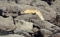 Ravenscar zeehonden