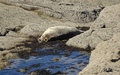 Ravenscar zeehonden