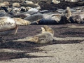 Ravenscar zeehonden