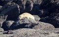 Ravenscar zeehonden