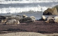 Ravenscar zeehonden