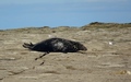 Ravenscar zeehonden