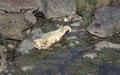 Ravenscar zeehonden