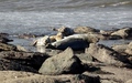 Ravenscar zeehonden