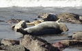 Ravenscar zeehonden