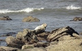 Ravenscar zeehonden