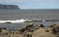 Ravenscar zeehonden