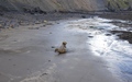 Ravenscar zeehonden