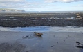 Ravenscar zeehonden