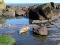 Ravenscar zeehonden