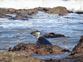 Ravenscar zeehonden