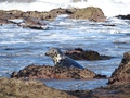 Ravenscar zeehonden