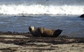 Ravenscar zeehonden