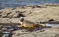 Ravenscar zeehonden
